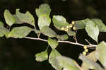 Ggreen hawthorn